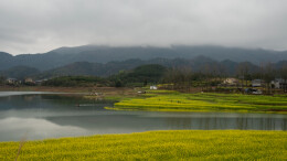 “水中花海”引客来