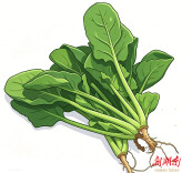 常吃菠菜，护眼助消化