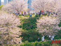 赴一场樱花之约