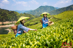 Explore Tea Trips Around Hunan in Springtime (Part 1)