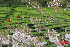 Farmers Busy Harvesting Tea Leaves Before Qingming Festival Across Hunan