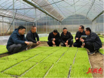 安化农技人员踏田“问诊”护航早稻育秧