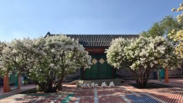 恭王府的四月，是海棠的胭脂色与丁香的月光白