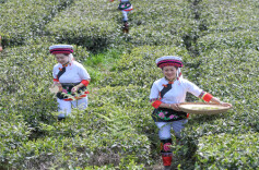 Explore Tea Trips Around Hunan in Springtime (Part 2)