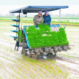 大通湖区6.4万亩早稻移栽工作启动，机械化作业提速春耕