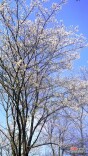 清明·踏春⑫丨湘潭盘龙大观园“樱花海”上线！