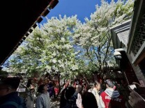 鲁迅手植白丁香101岁生日绽放迎客