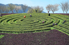 抢采春茶正当时