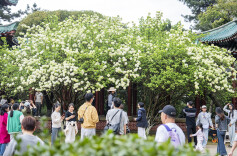 木绣球开春意浓