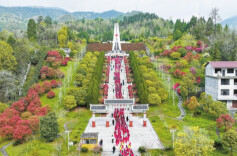 马桑树下，火把从未熄灭