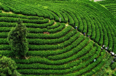 Explore Tea Trips Around Hunan in Springtime (Part 3)