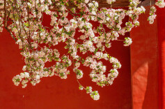 古韵春色！故宫海棠配红墙太出片了