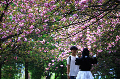 樱花纷飞诗意浓