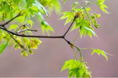清明假期共接待现场祭扫群众6273.4万人次 绿色低碳祭扫占比超六成