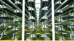 慈利春耕“大片”出炉，秧苗铺成绿色绒毯