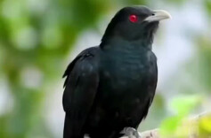 假日·寻春丨这些常听到的鸟鸣声，你能认出几种？