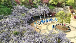 宜章：紫藤花盛放 解锁春日浪漫