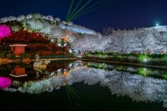 文旅湖南丨春夜限定！长沙夜樱迎来最佳观赏期
