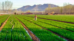 春耕画卷