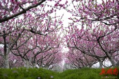 从“卖矿石”到“卖风景”，桃江县灰山港镇用一朵朵小花，编织出乡村振兴锦绣画卷