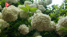 在紫凤公园，邂逅藏不住的春天