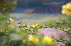 2026“我的寒假”主题征文投稿：寒假写对联获益匪浅