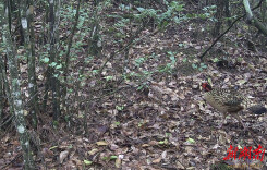 湖南日报｜炎陵黄腹角雉种群逐步壮大