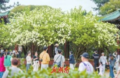 春意浓