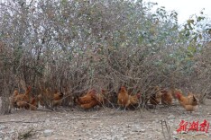 湘西坪坝镇：“云端茶树鸡”叩响生态致富门