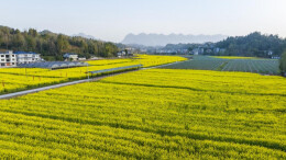 全国篮友请注意！桑植篮球擂台赛，等你来“攻擂”