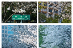 永州冷水滩：精心打造街道“花样”美景，匠心绘就城市品质新画卷