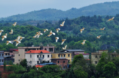 野生鸟类翩翩飞
