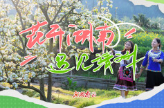 花开湖南⑤｜遇见靖州：千树梨花千树雪