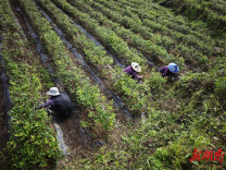 山乡变了样，百姓日子甜 ——永顺县盐井乡的振兴故事