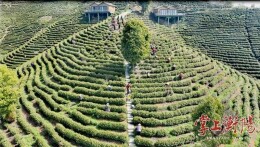 出口35个国家，衡山皇茶海外“朋友圈”持续扩容