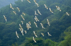 新化县林业局开展2026年“爱鸟周”宣传活动