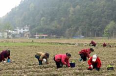 新宁：抢抓农时忙春耕 烟叶生产按下“快进键”