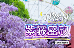 去有花的地方⑪ | 丁玲公园：紫藤缀满枝 风里都是温柔的诗