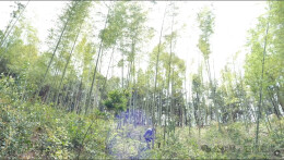 “野藠儿”、春笋、折耳根……快来石门寻觅春日美味