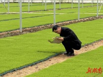 沃野田畴逐新梦——常德市鼎城区港中坪种粮大户匡松国的科技转型之路