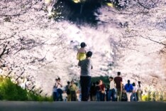 长沙夜樱，火！