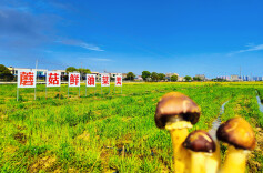 组图丨晴野稻菇香