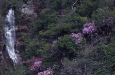 新宁舜皇山：鹿角杜鹃盛放 紫染青山入画来