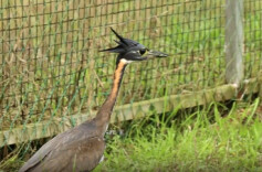 新宁崀山：生态底色获海南鳽认可 珍稀鸟类三度现身