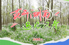 花开湖南⑦｜遇见汉寿：萝卜花海漫春烟