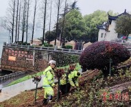 锦上添花！15万株美人蕉“安家”江滩河岸