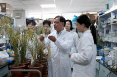 我国科学家破解水稻高产抗病育种难题 高产稳产再添硬核保障