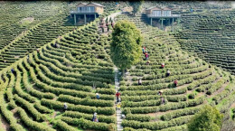 海外“朋友圈”扩容，衡山皇茶出口增至35个国家