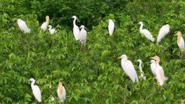 图片新闻 | 蓝山：白鹭云集绘春光