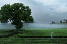 这些茶山太“出片”！在湖南，把春天采下来